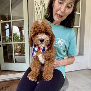 Bravo - CKC Toy Cavapoo - --_v_