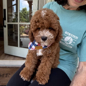 Bravo - CKC Toy Cavapoo - --_v_