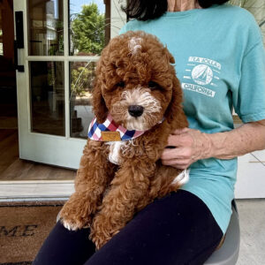 Bravo - CKC Toy Cavapoo - --_v_