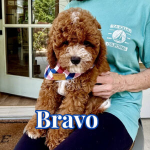 Bravo - CKC Toy Cavapoo - --_v_