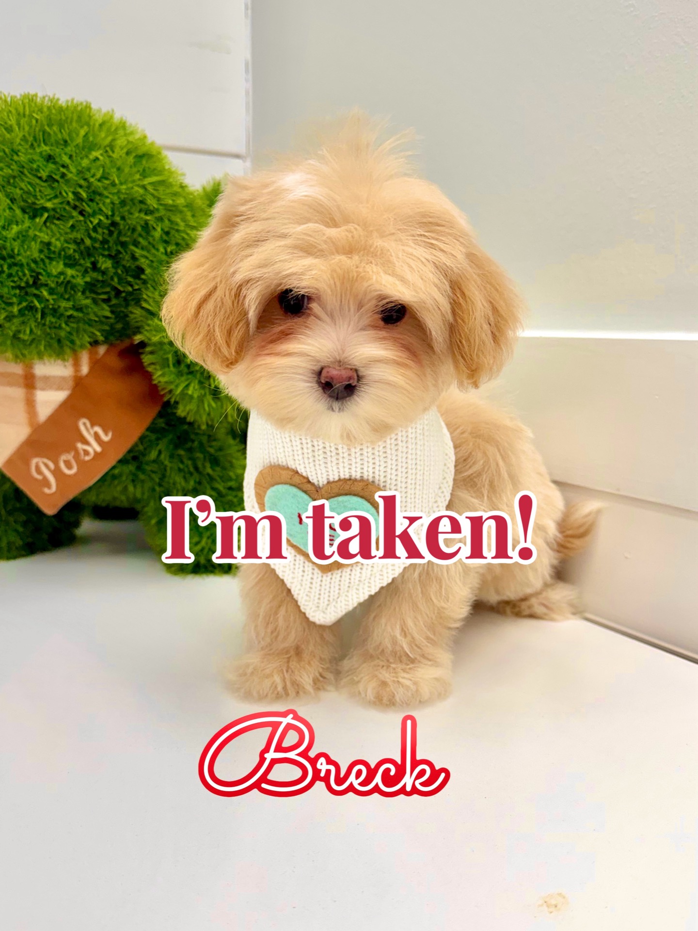 Breck - F Maltipoo Puppy - BPPP Litter -- - Forever Home in Louisville- KY