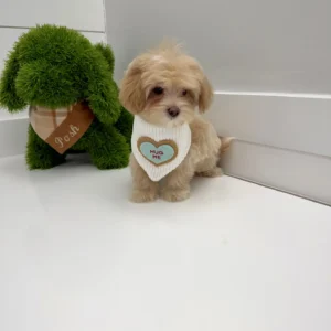 Breck - F Maltipoo Puppy - BPPP Litter --_