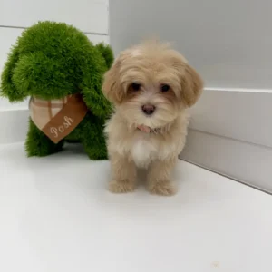Breck - F Maltipoo Puppy - BPPP Litter --_