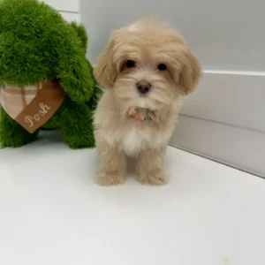 Breck - F Maltipoo Puppy - BPPP Litter --_