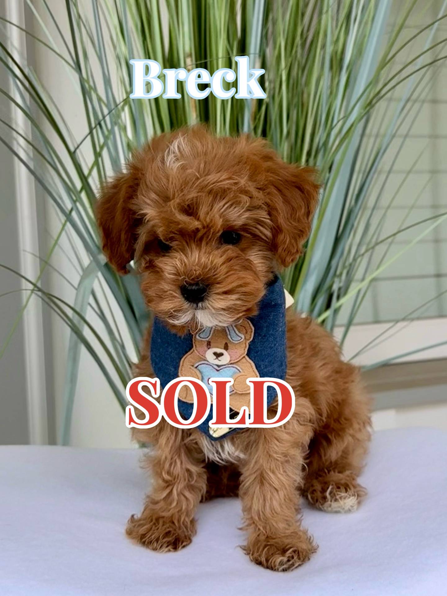 Breck - FB Cavapoo Puppy - BPPP - Forever Home in Paradise Valley AZ