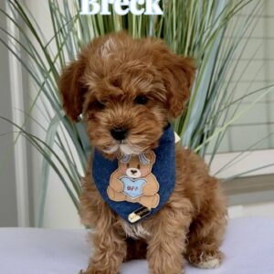 Breck - FB Cavapoo Puppy - BPPP_