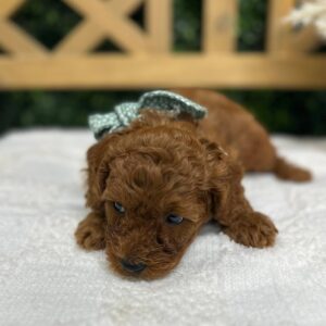Brett Young - FBB Toy Goldendoodle - Petite Posh Puppies