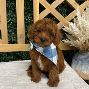 Brett Young   F1BB Toy Goldendoodle   Petite Posh Puppies 5