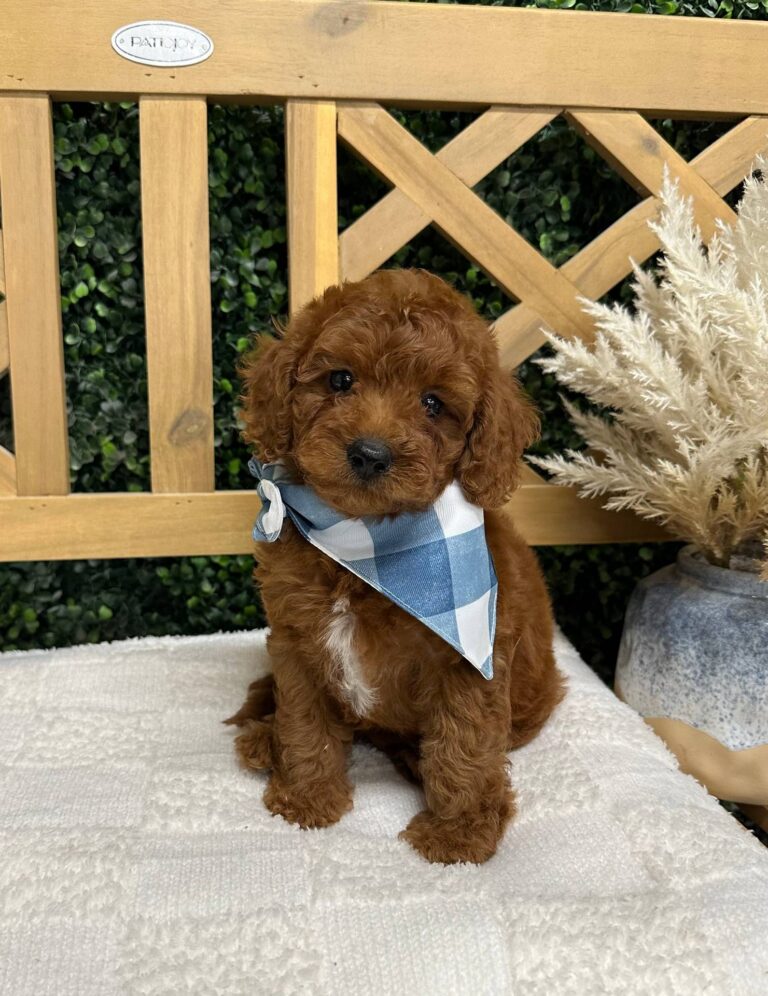 Brett Young - FBB Toy Goldendoodle - Petite Posh Puppies_