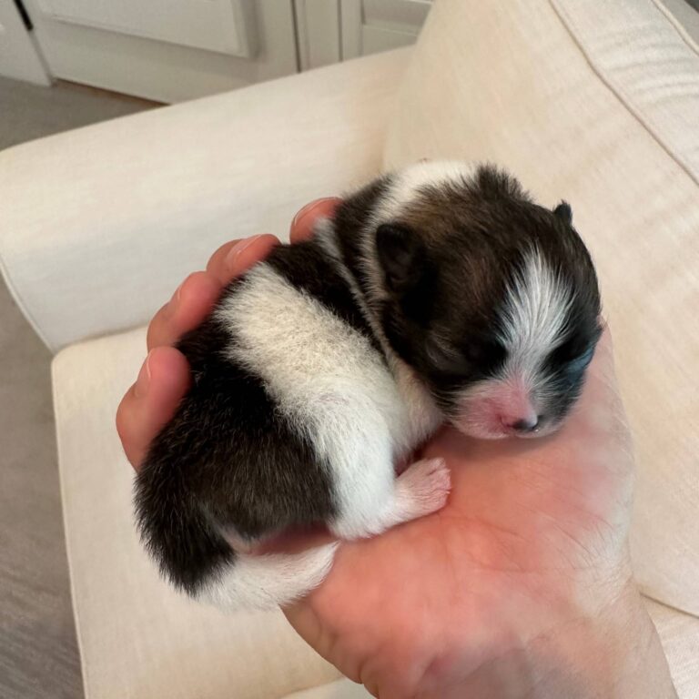 Bright - Wolf Sable - Black & White - Petite Posh Puppies
