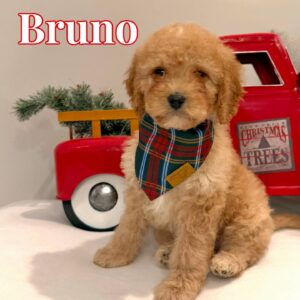 Bruno - Male FB Cavapoo - BPPP