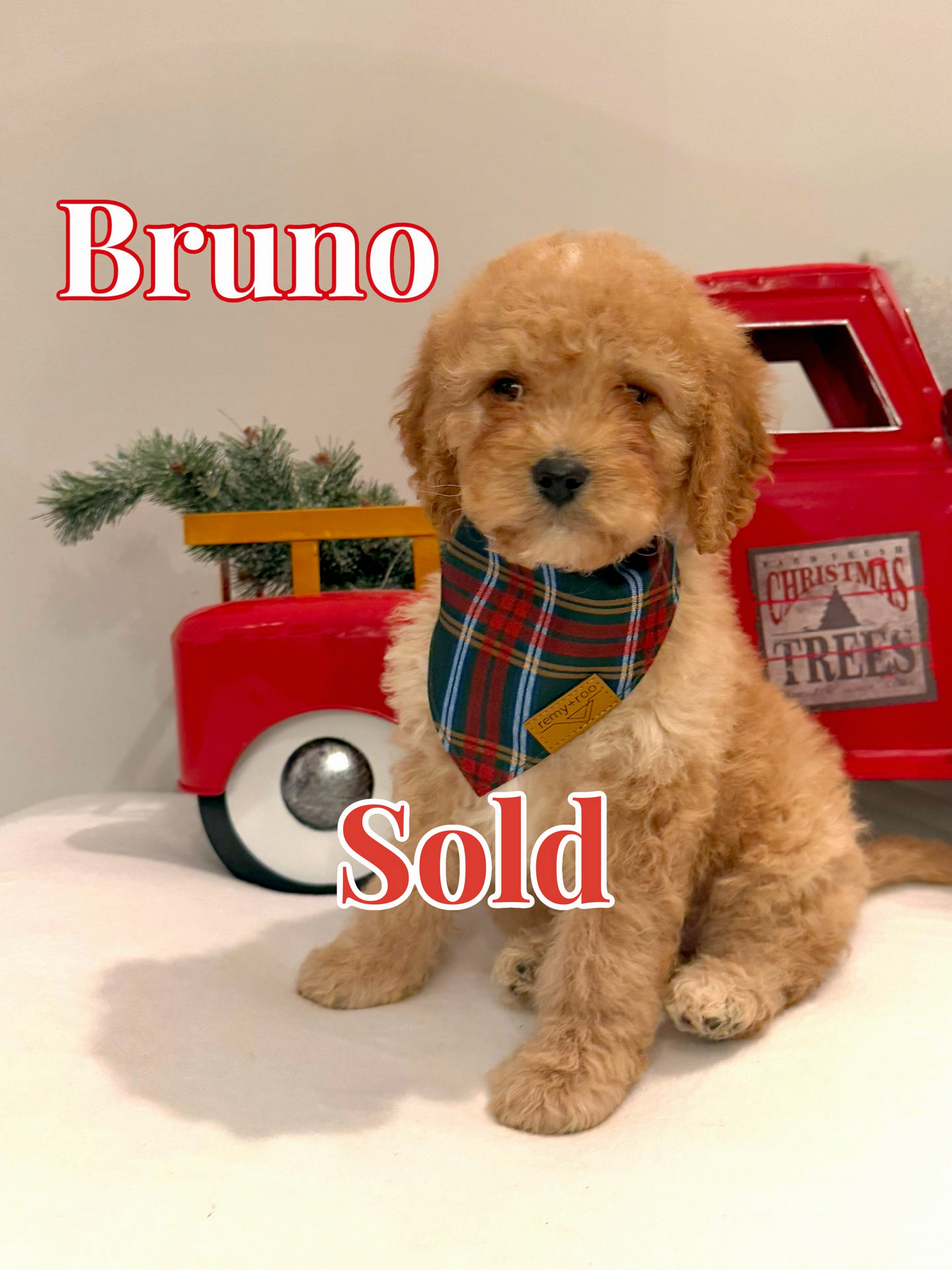 Bruno - Male FB Cavapoo - BPPP - Forever Home in Chalfont PA