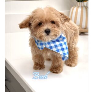 Bud - F Maltipoo Puppy - BPPP Litter --_