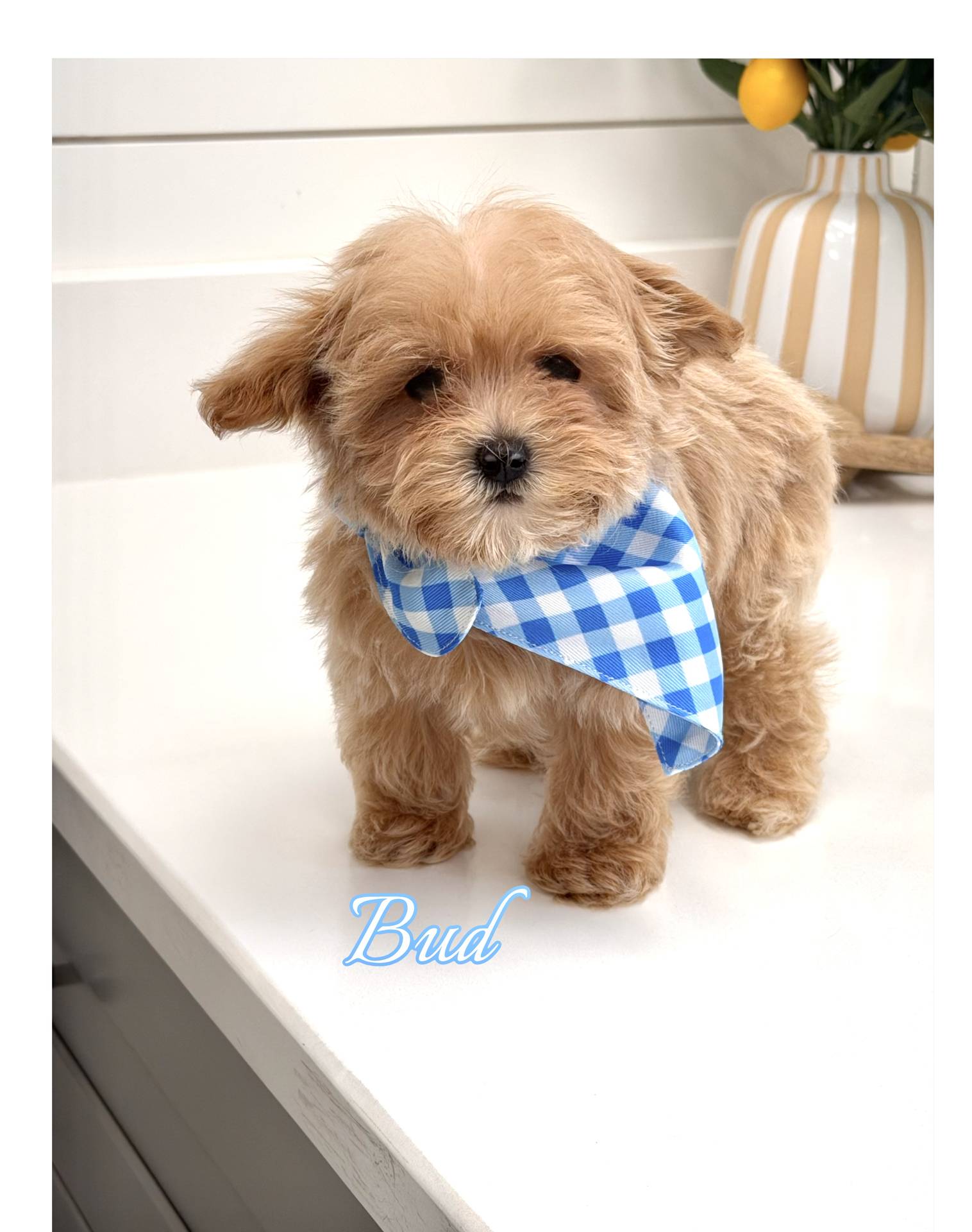 Bud - F Maltipoo Puppy - BPPP Litter --_