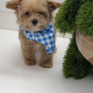 Bud - F Maltipoo Puppy - BPPP Litter --_