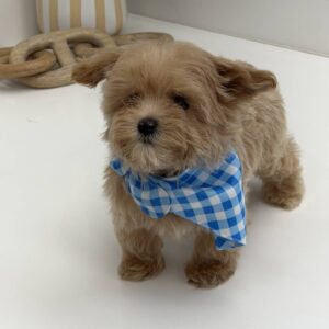 Bud - F Maltipoo Puppy - BPPP Litter --_