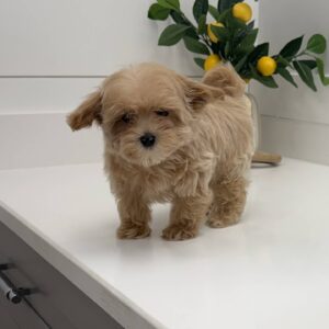 Bud - F Maltipoo Puppy - BPPP Litter --_