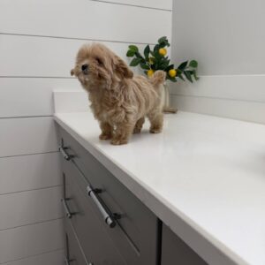 Bud - F Maltipoo Puppy - BPPP Litter --_