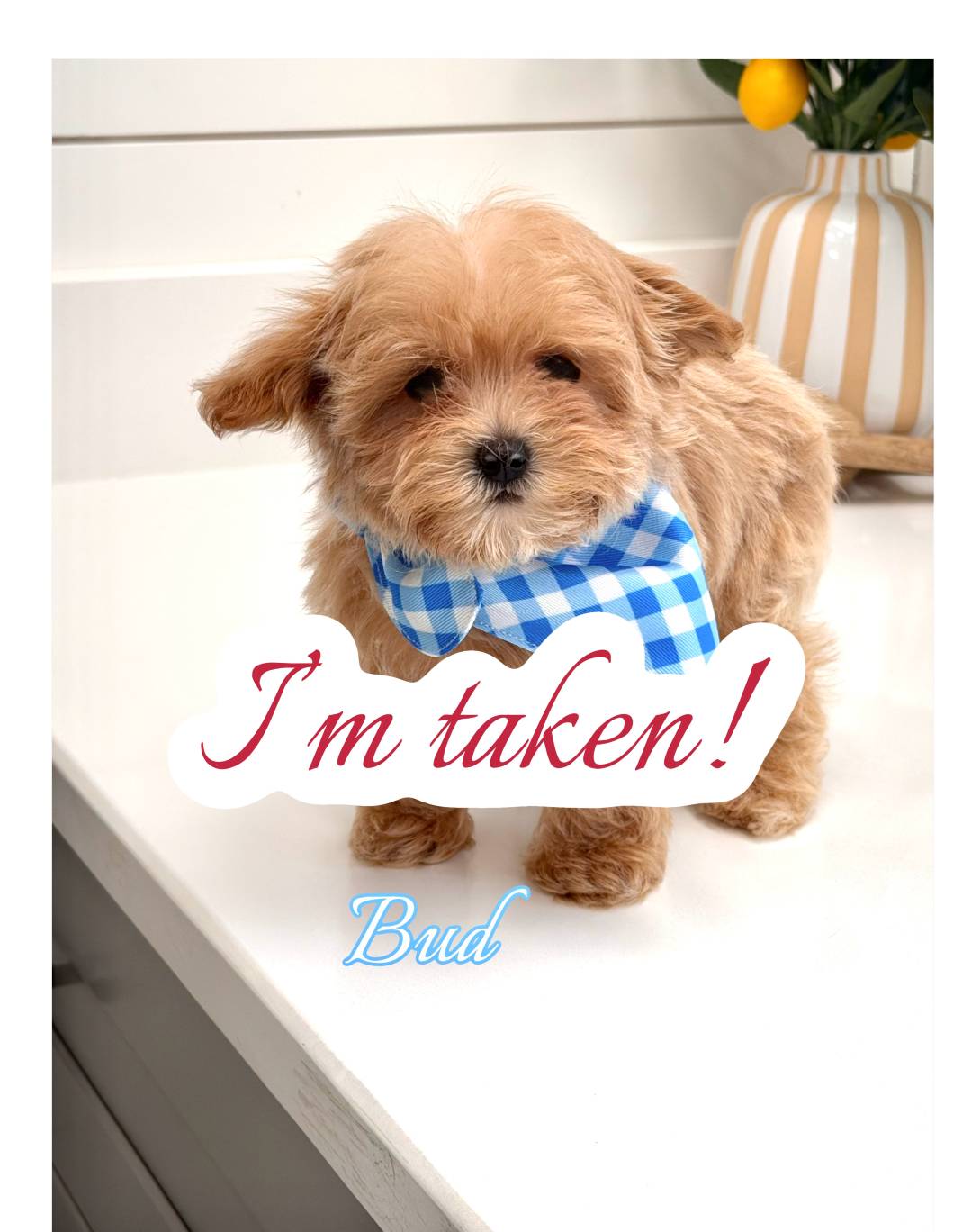 Bud - F Maltipoo Puppy - BPPP Litter --_Forever Home in Palm Beach Gardens- FL