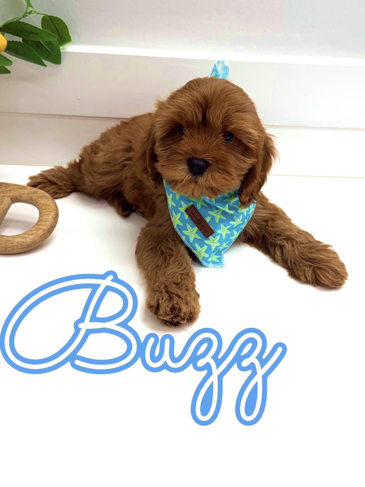 Buzz - F Cavapoo Puppy - Litter --_