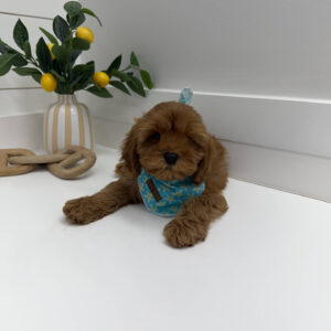 Buzz - F Cavapoo Puppy - Litter --_