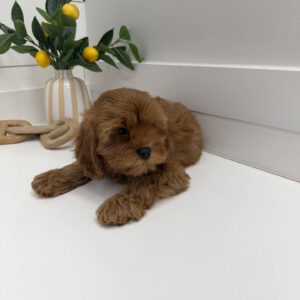 Buzz - F Cavapoo Puppy - Litter --_
