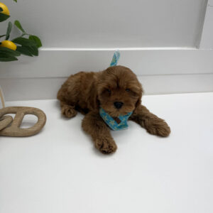 Buzz - F Cavapoo Puppy - Litter --_