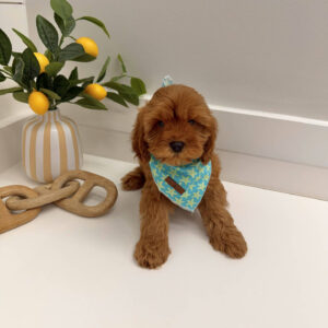 Buzz - F Cavapoo Puppy - Litter --_
