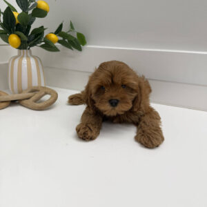 Buzz - F Cavapoo Puppy - Litter --_