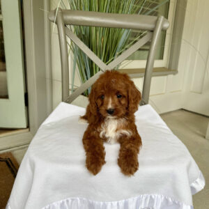 Cabana - F Cavapoo Puppy - Litter --_