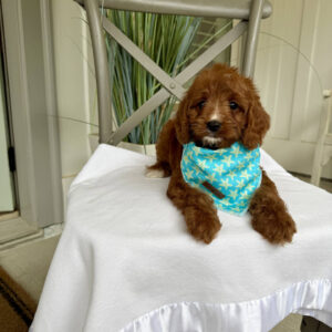 Cabana - F Cavapoo Puppy - Litter --_