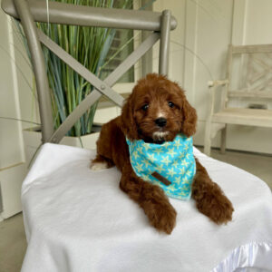 Cabana - F Cavapoo Puppy - Litter --_
