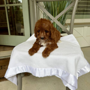 Cabana - F Cavapoo Puppy - Litter --_