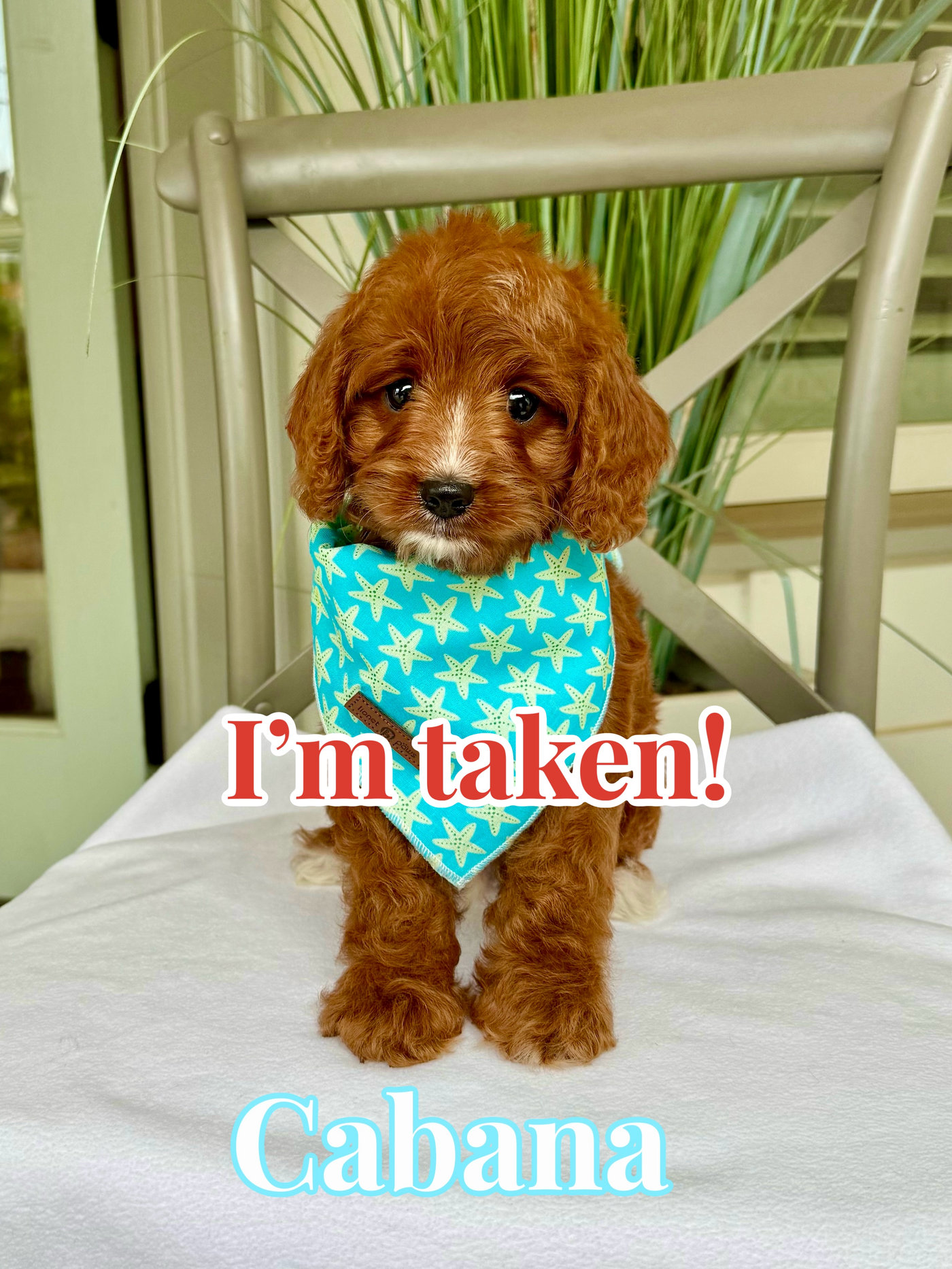 Cabana - F Cavapoo Puppy - Litter --_Forever Home in Lipan TX