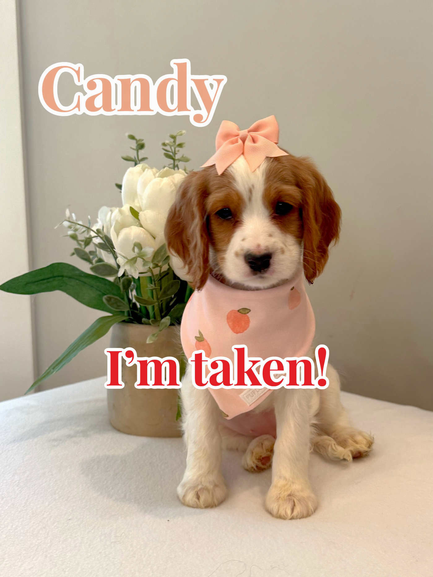 Candy - Cavapoo Puppy - BPPP Litter -- - Forever Home in Hernando- MS
