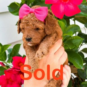 Capri - Red Female Toy Micro Goldendoodle - Forever Home with Ashley in Falmouth- ME