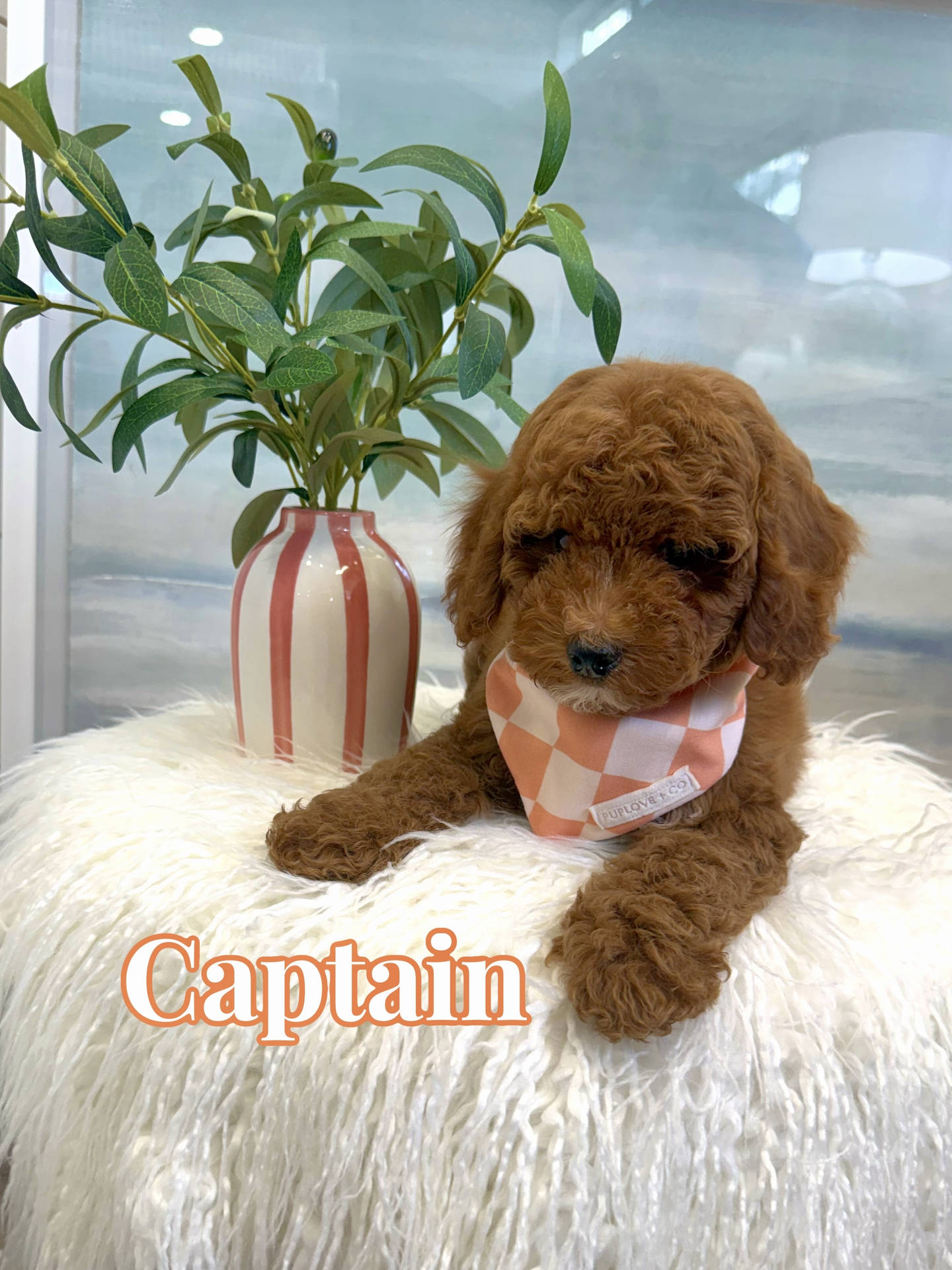 Captain - FBB Cavapoo Puppy - BPPP Litter --