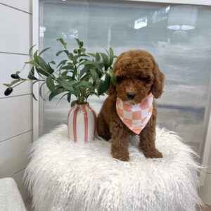 Captain - FBB Cavapoo Puppy - BPPP Litter --_