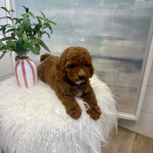 Captain - FBB Cavapoo Puppy - BPPP Litter --_