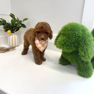 Captain - FBB Cavapoo Puppy - BPPP Litter --_
