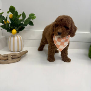 Captain - FBB Cavapoo Puppy - BPPP Litter --_