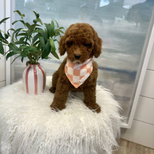 Captain - FBB Cavapoo Puppy - BPPP Litter --_