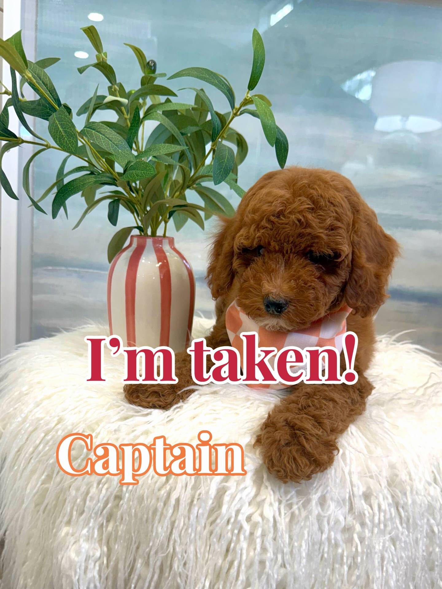 Captain - FBB Cavapoo Puppy - BPPP Litter --_Forever Home in Dallas- TX