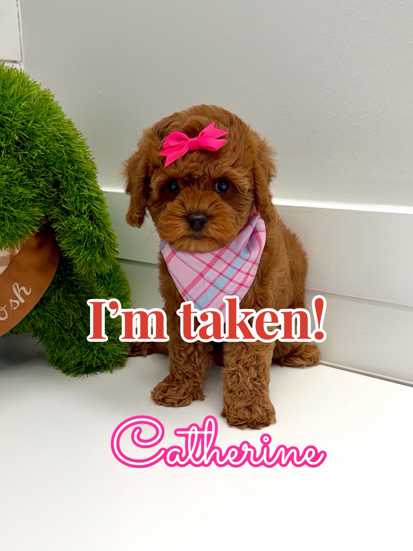 Catherine - FB Cavapoo Puppy - BPPP Litter --_ - Forever Home in Ringgold- GA