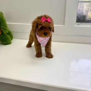 Catherine - FB Cavapoo Puppy - BPPP Litter --_