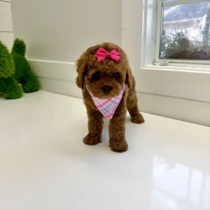 Catherine - FB Cavapoo Puppy - BPPP Litter --_