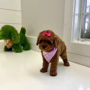 Catherine - FB Cavapoo Puppy - BPPP Litter --_