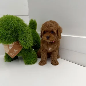 Catherine - FB Cavapoo Puppy - BPPP Litter --_