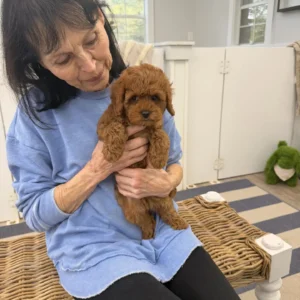 Catherine - FB Cavapoo Puppy - BPPP Litter --_