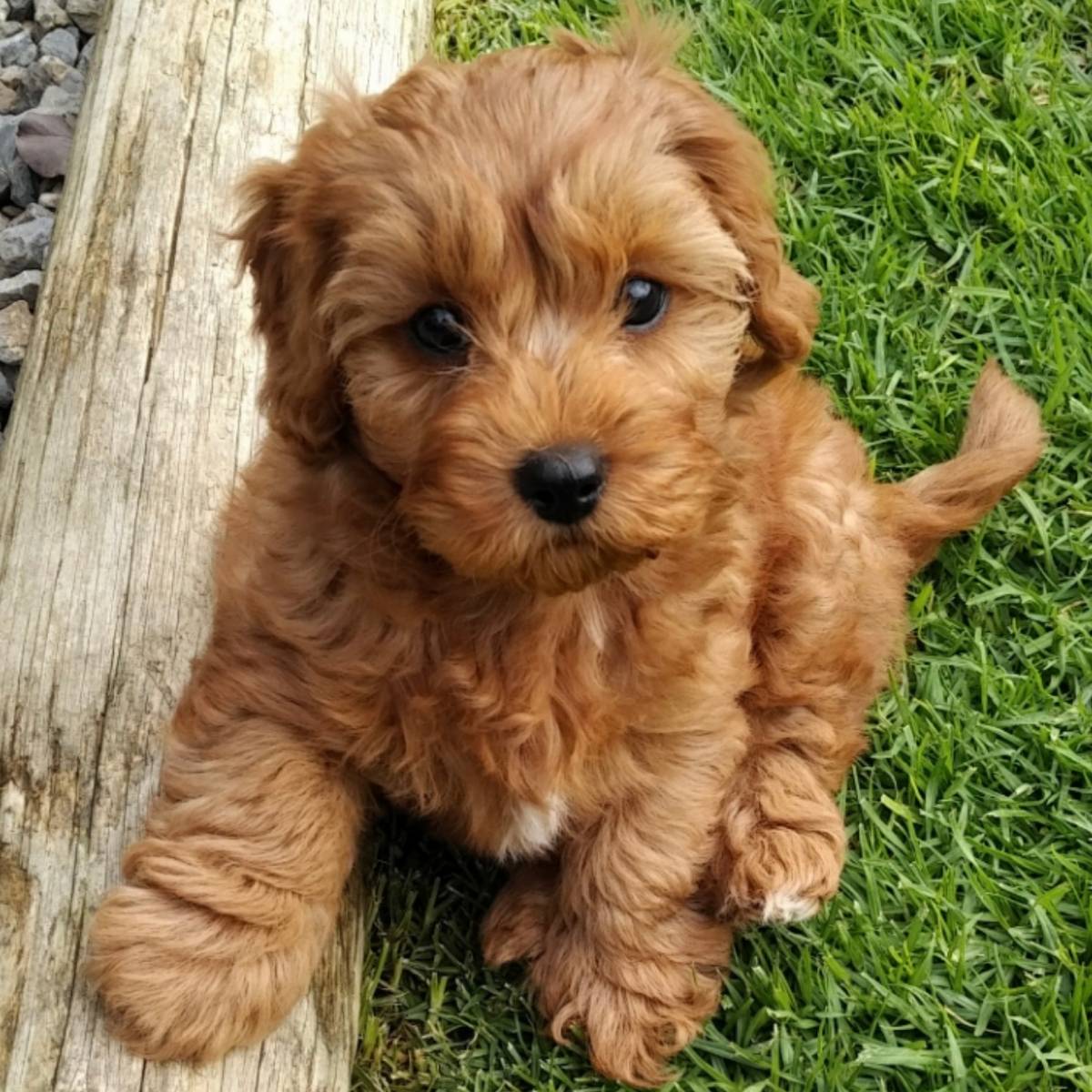 Cavapoo is a cross between the Cavalier King Charles Spaniel and Toy Poodle Breeder Petite Posh Puppies Atlanta GA